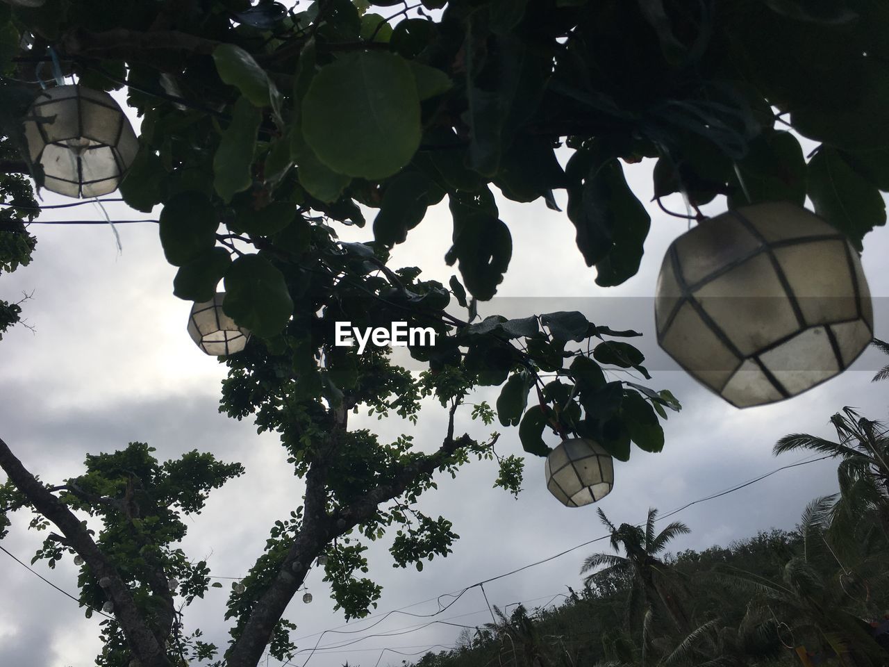 CLOSE-UP OF TREE AGAINST SKY