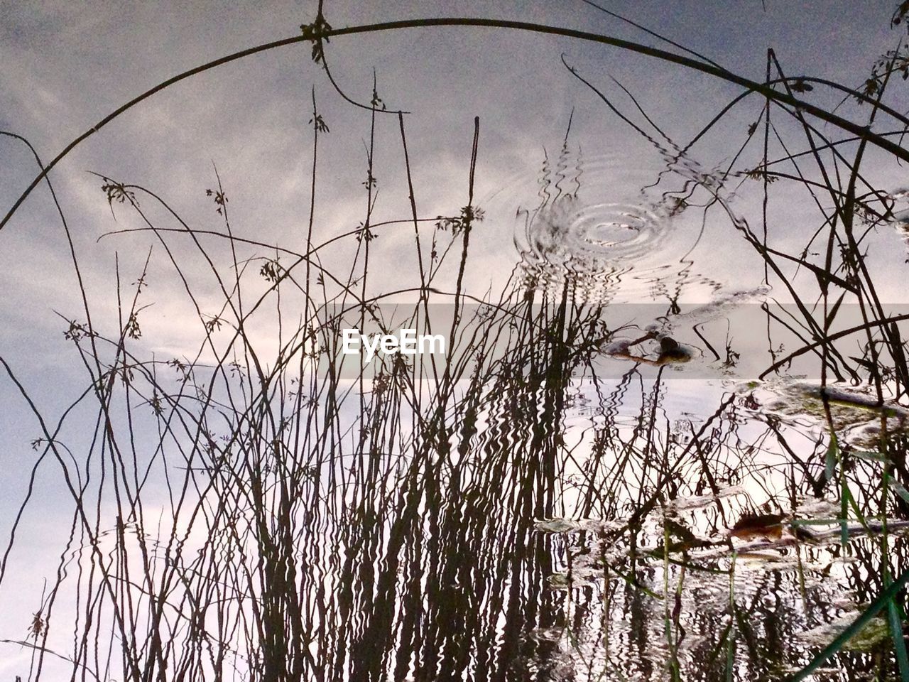 PLANTS BY LAKE AGAINST SKY