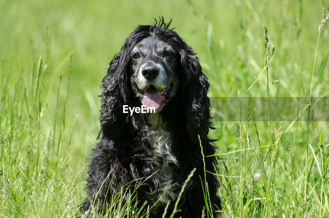 Close-up of dog panting while sitting on grassy field