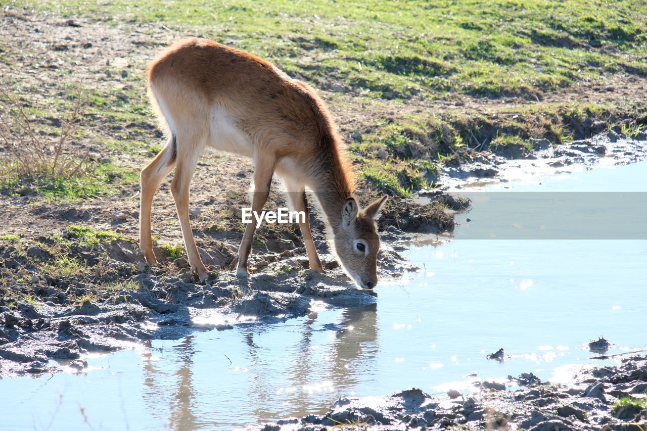 View of animal drinking water