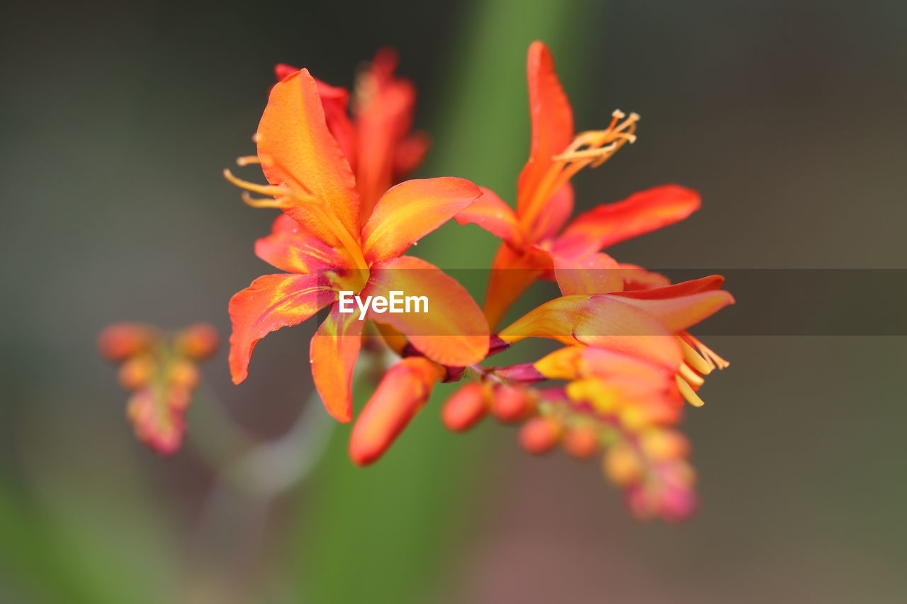 Close-up of orange flowering plant