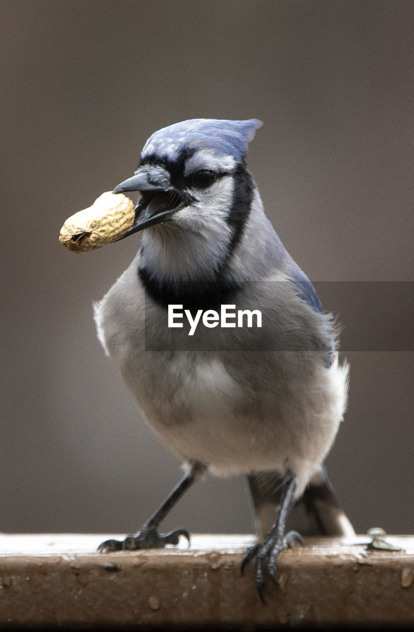 Outdoors eating nuts