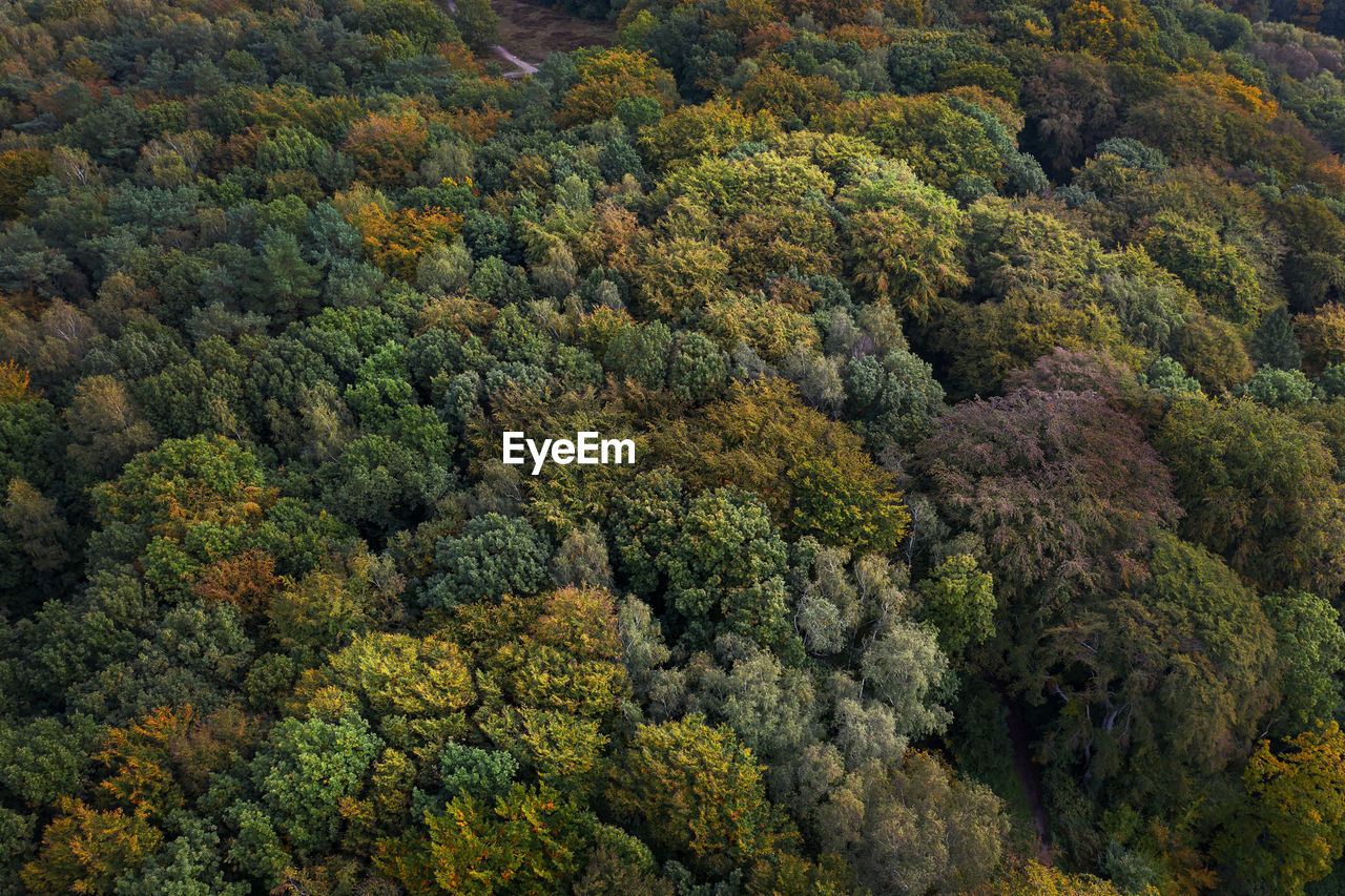 A forest in autumn photographed from above