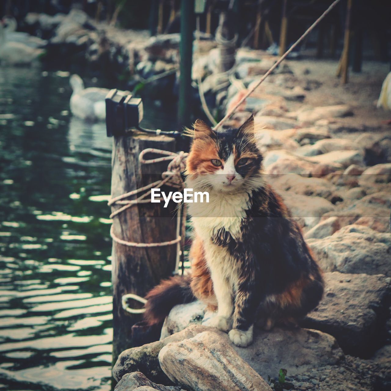 PORTRAIT OF CAT SITTING ON STONE WALL