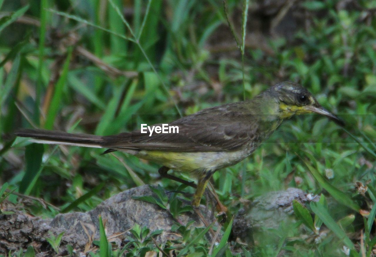 CLOSE-UP OF HUMMINGBIRD ON FIELD