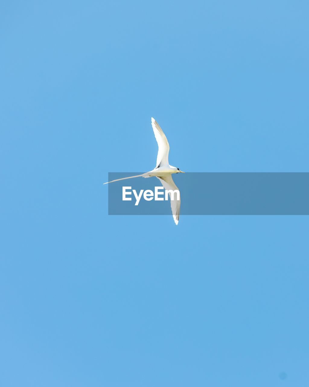 SEAGULL FLYING IN THE SKY