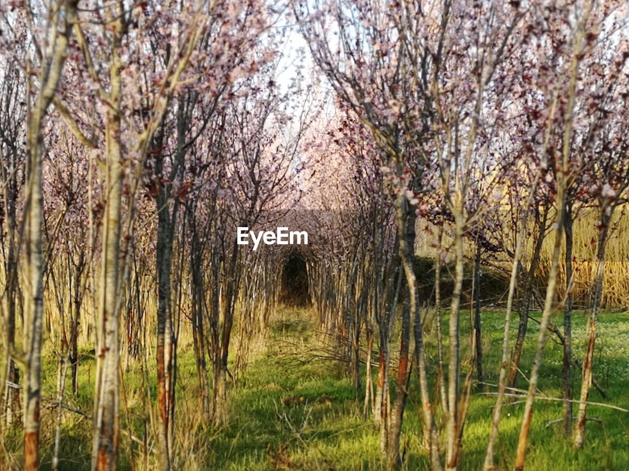 VIEW OF CHERRY BLOSSOM TREES