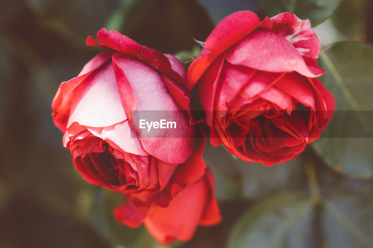 Close-up of red rose blooming outdoors