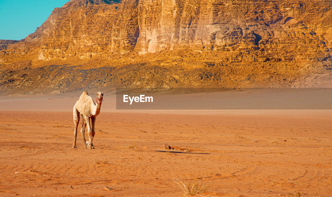 Camels in jordan wadi rum desert on red sand with baby and high mountains in the background