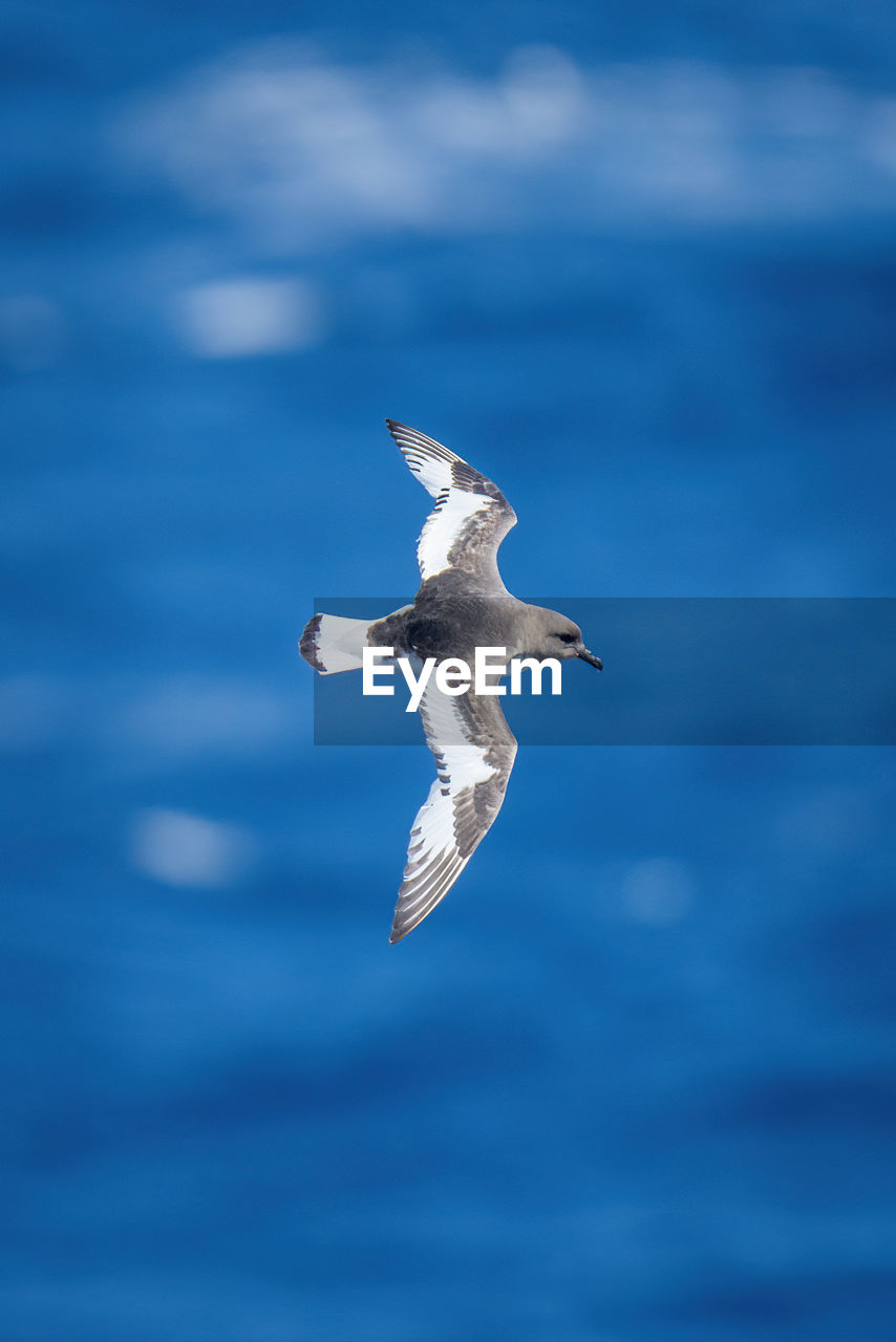 Antarctic petrel banking over ocean in sunshine