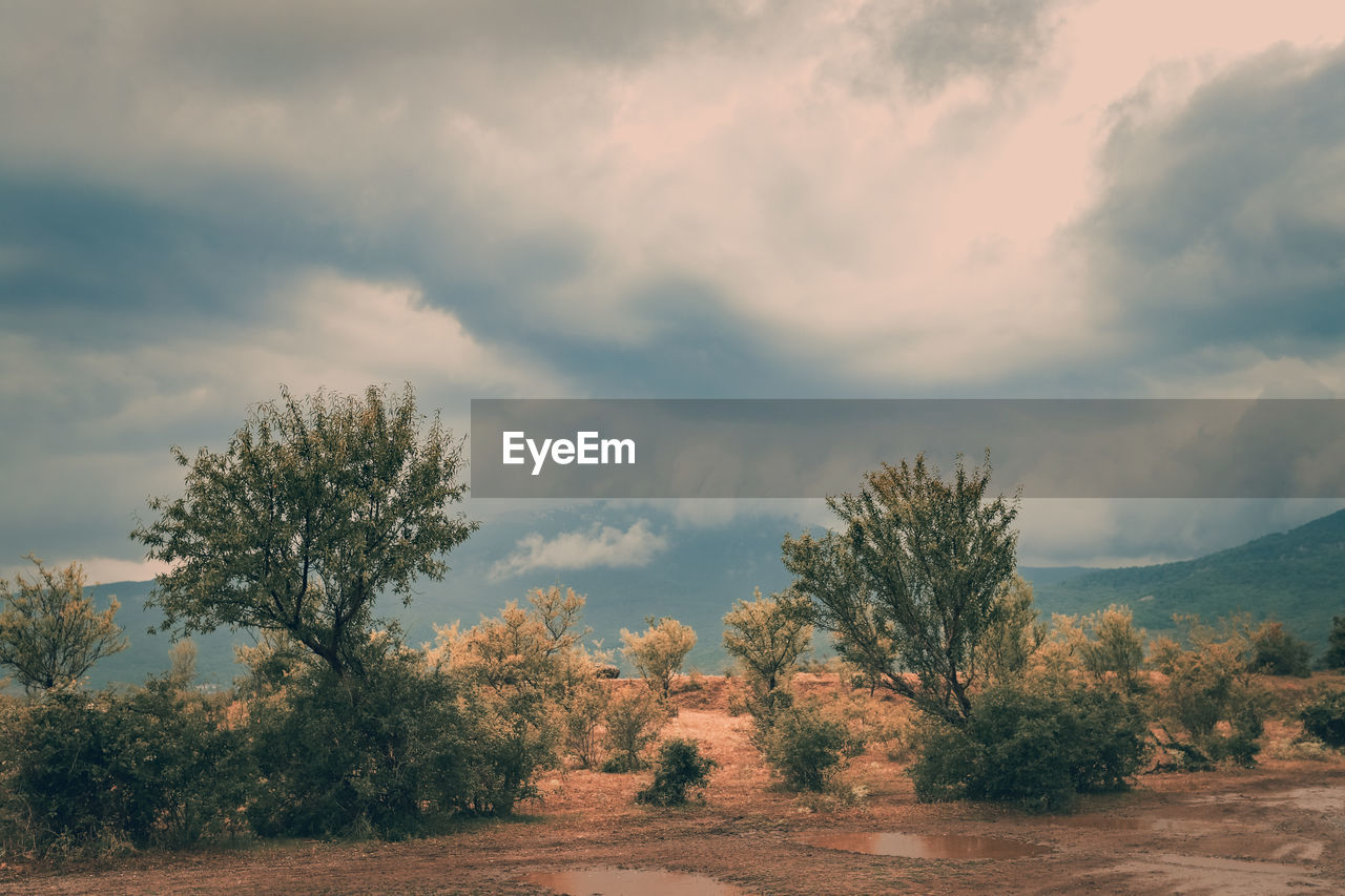 Trees on field against sky