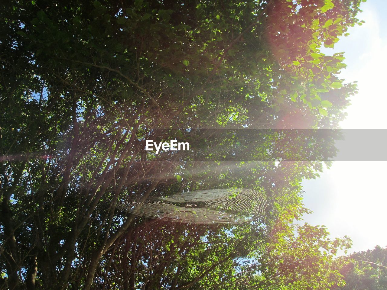 LOW ANGLE VIEW OF TREES IN FOREST