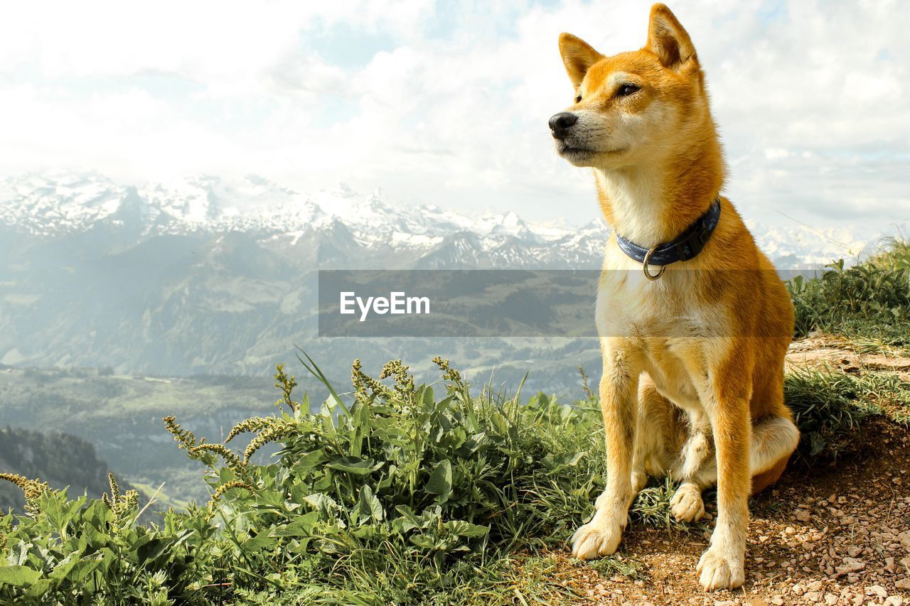 Dog sitting on mountain against sky