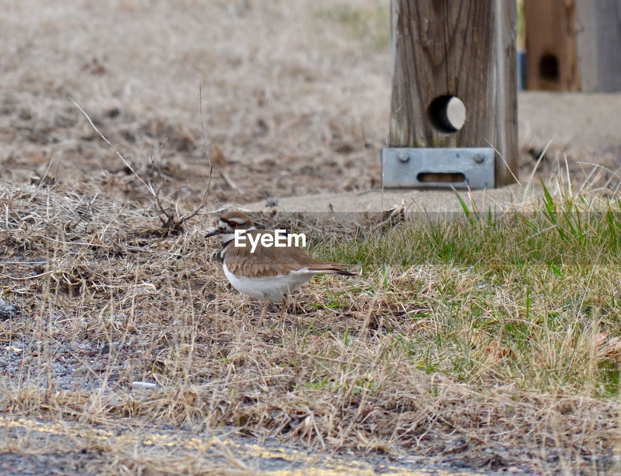 Upclose with a foraging killdeer 