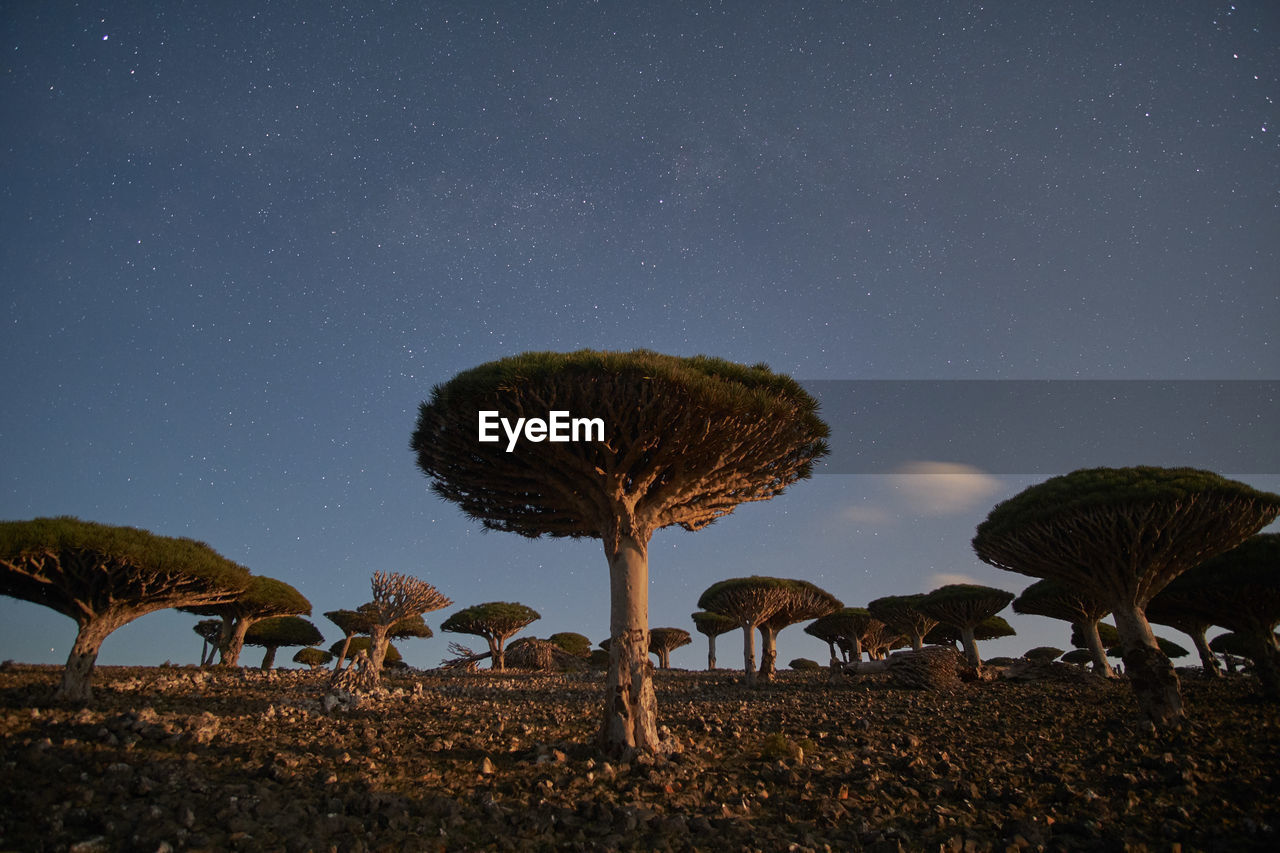 Socotra strange trees. dragon blood tree