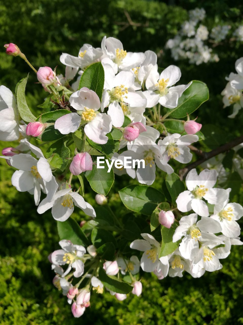 CLOSE-UP OF WHITE FLOWERING PLANT WITH FLOWERS