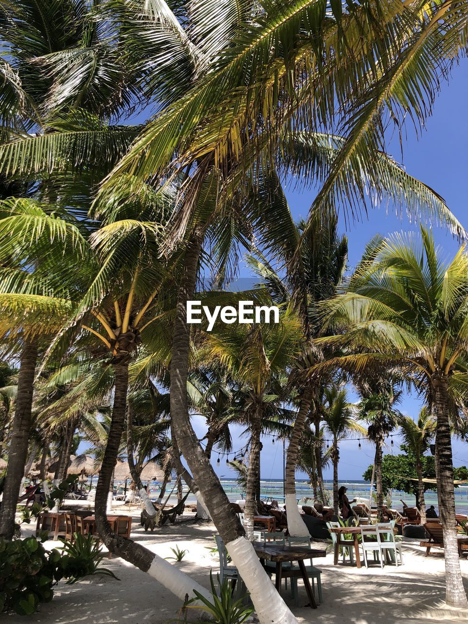 tree, palm tree, plant, tropical climate, nature, growth, low angle view, sky, no people, day, architecture, outdoors, built structure, leaf, beauty in nature, flower, building exterior, green, palm leaf, sunlight, tropics, tropical tree, clear sky, coconut palm tree