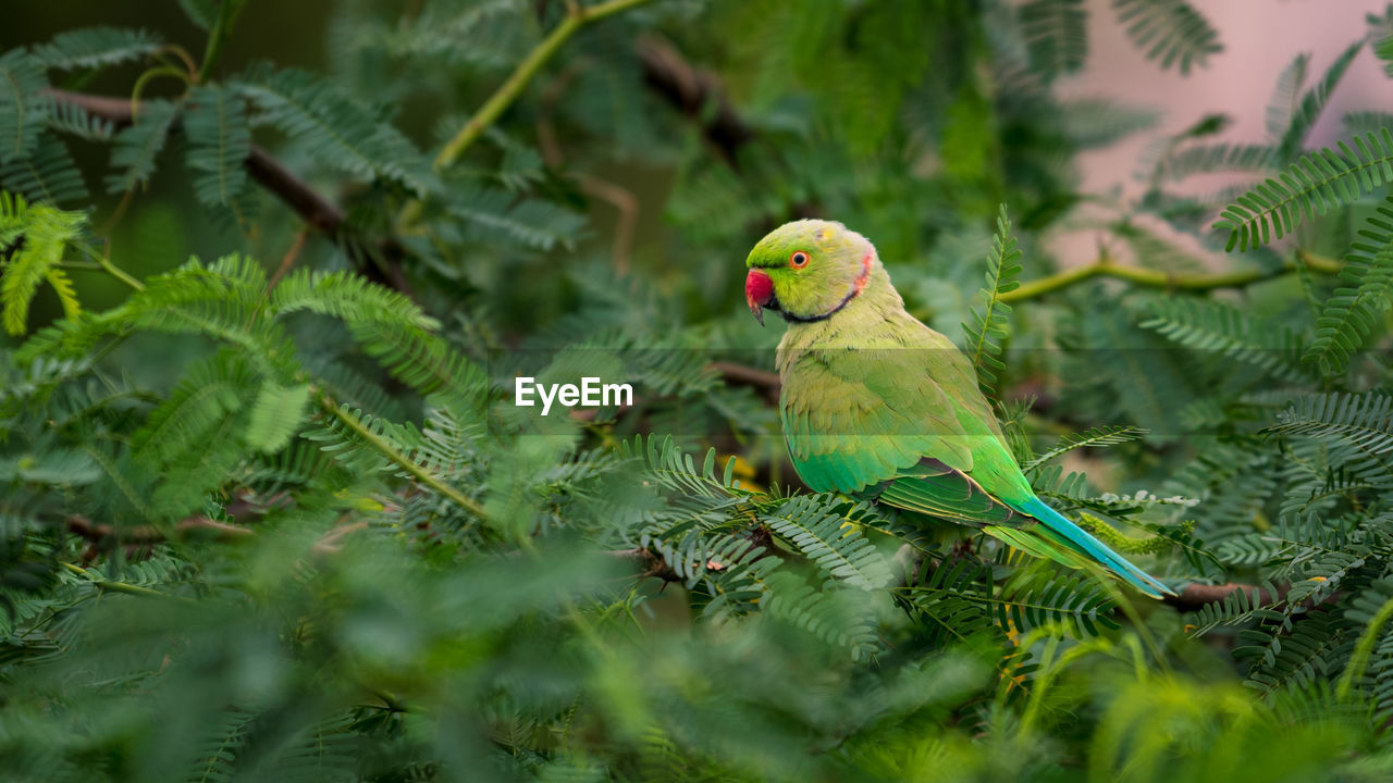 Rose-ringed parakeet perching on a branch