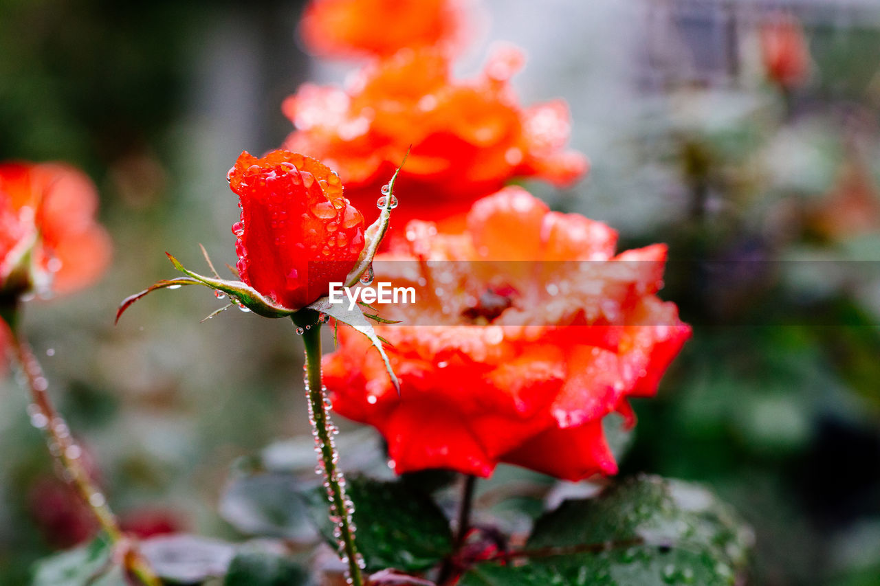 Close-up of wet red flowers blooming outdoors