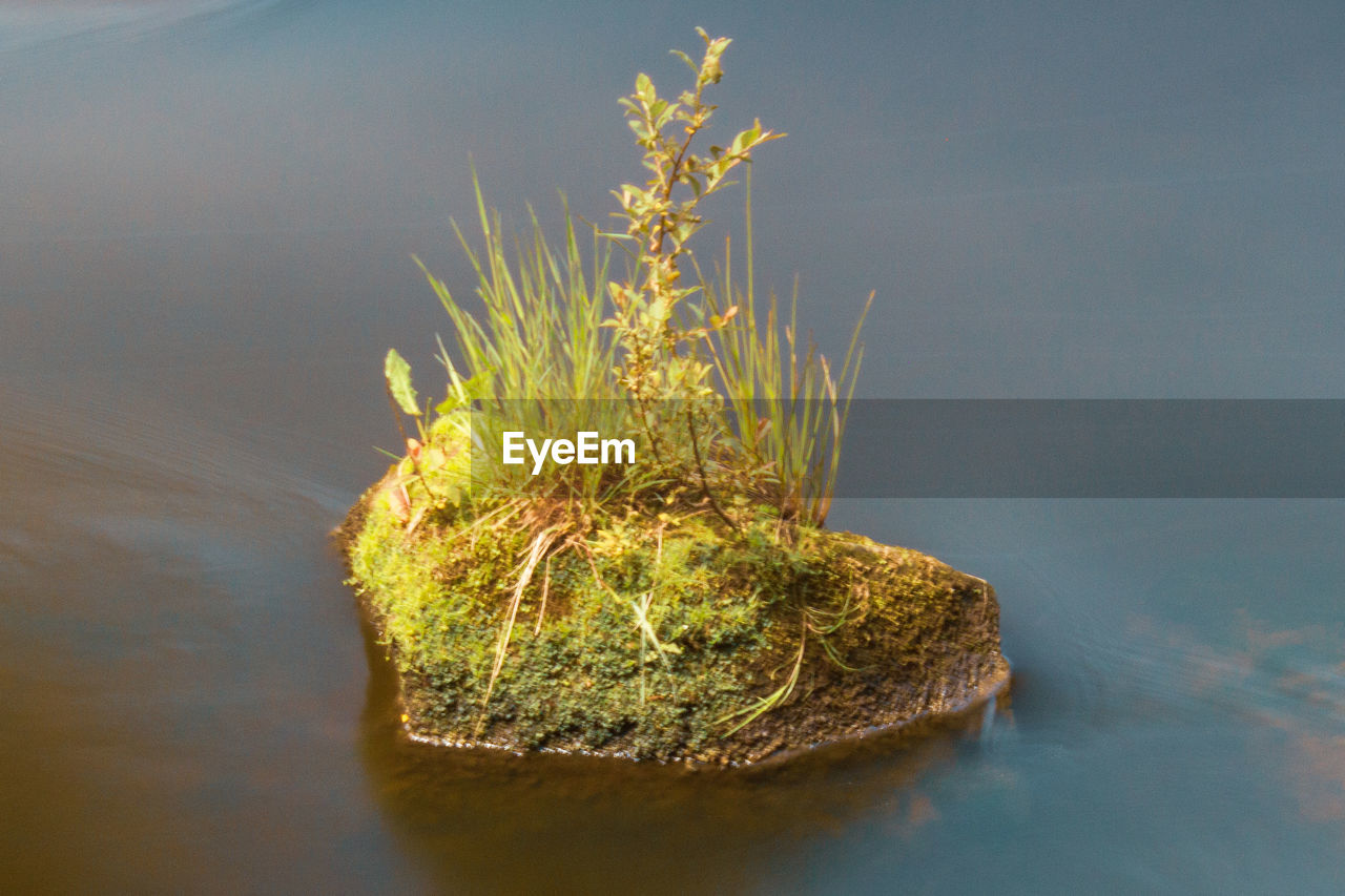 CLOSE-UP OF PLANT ON ROCK