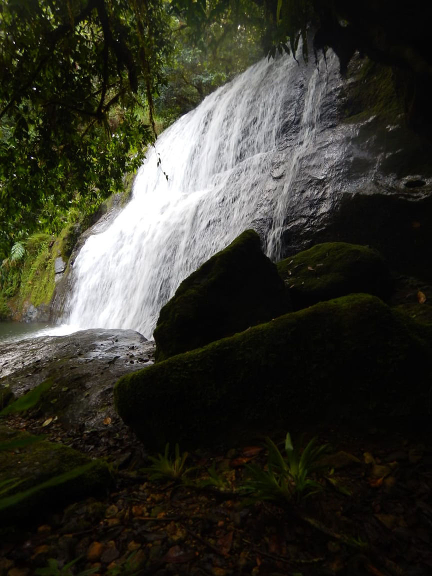VIEW OF WATERFALL IN FOREST