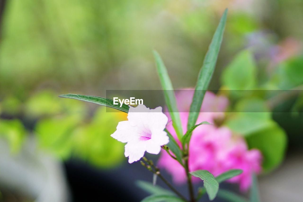 CLOSE-UP OF FLOWERING PLANT