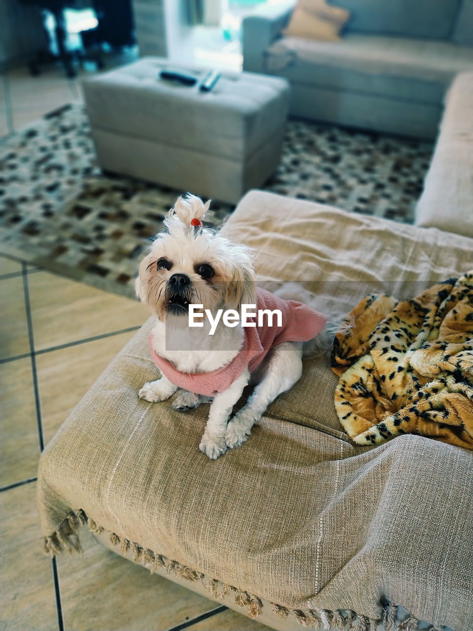 PORTRAIT OF DOG LYING DOWN ON SOFA AT HOME