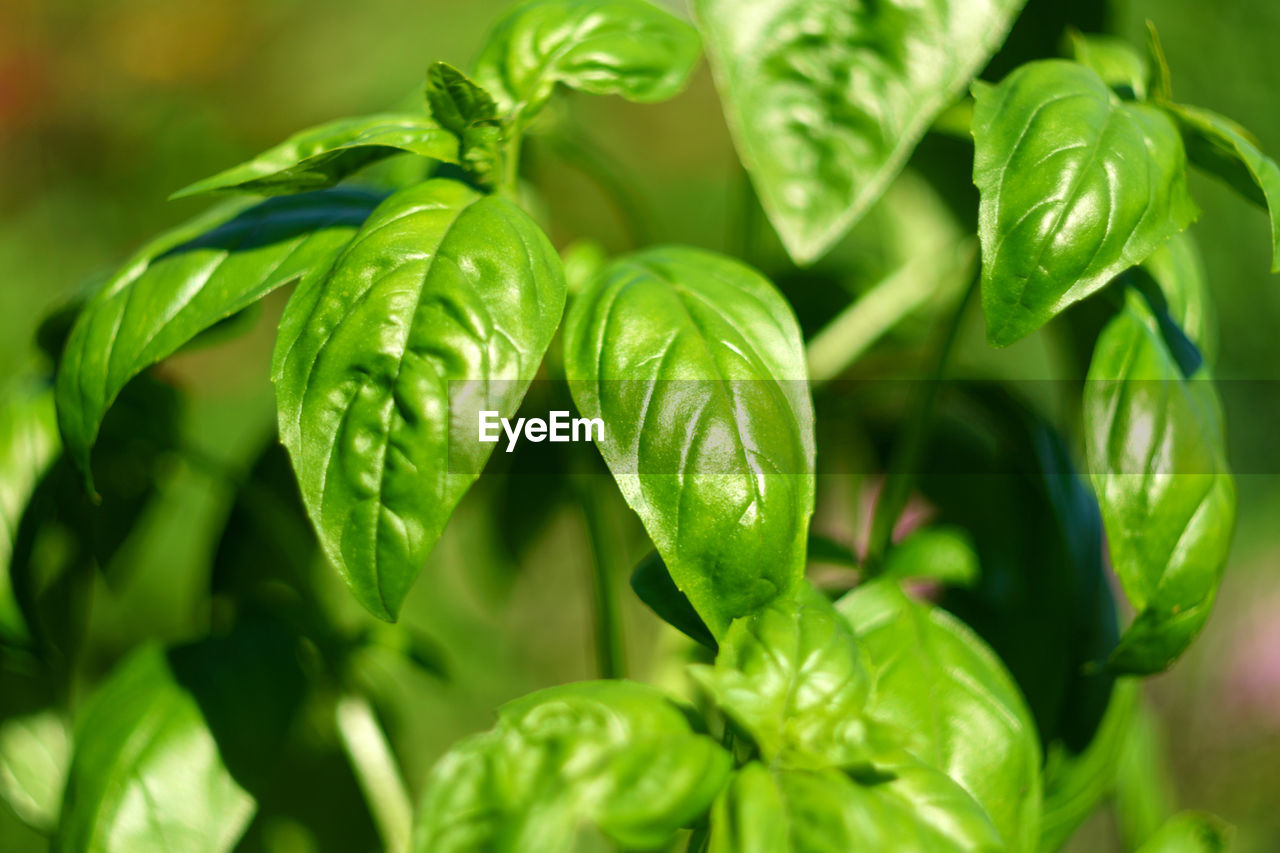 leaf, plant part, food and drink, food, green, plant, vegetable, freshness, nature, basil, close-up, produce, healthy eating, growth, herb, no people, agriculture, flower, beauty in nature, outdoors, wellbeing, garden, ingredient, backgrounds, summer, leaf vegetable, environment, spice, crop, selective focus