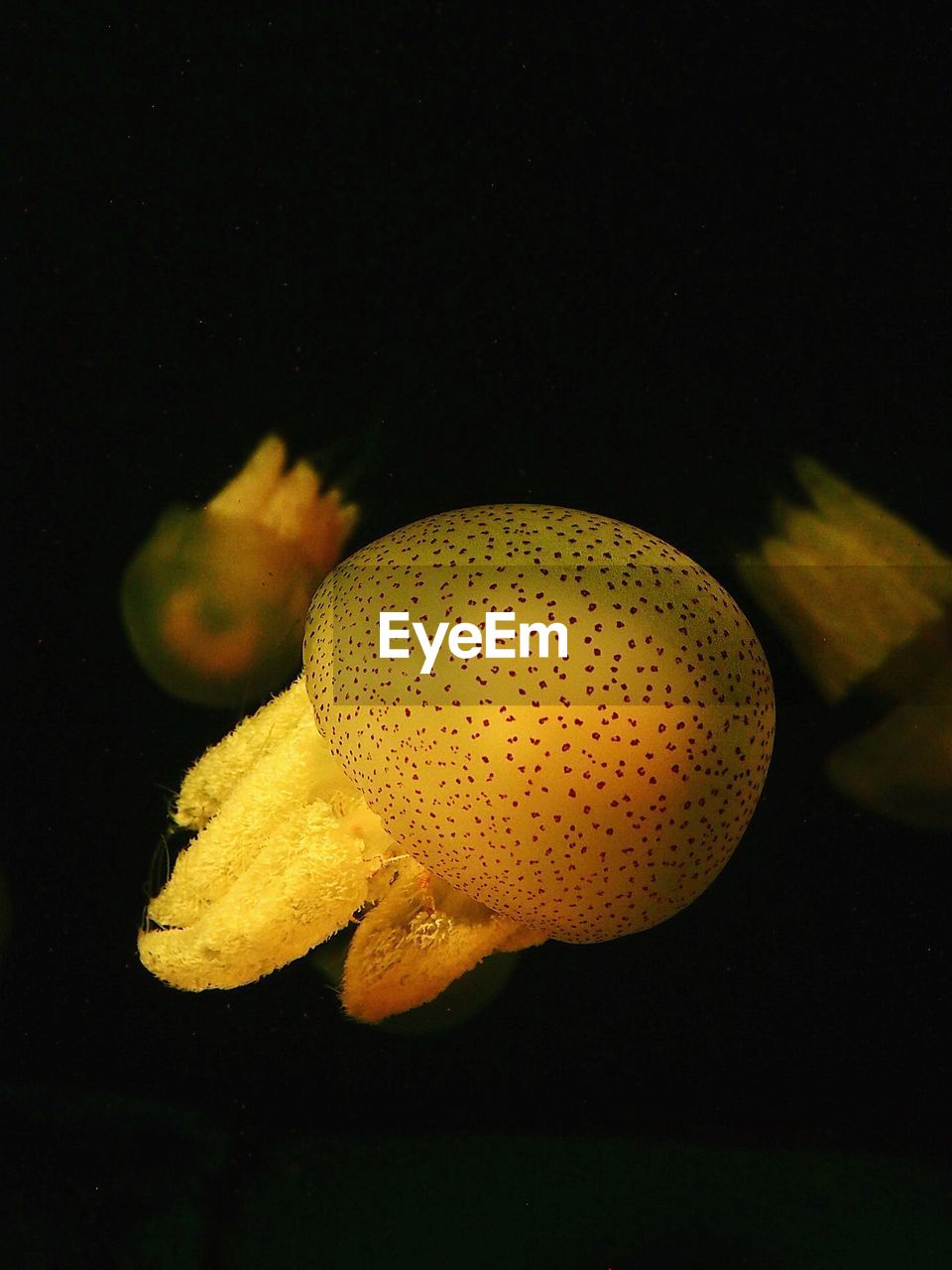 CLOSE-UP OF YELLOW FLOWER IN WATER