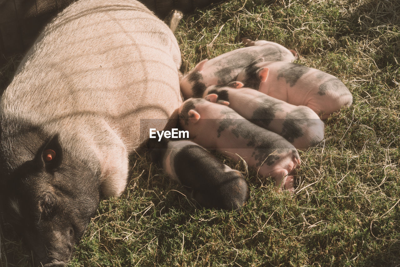 High angle view of pig and piglet on hay