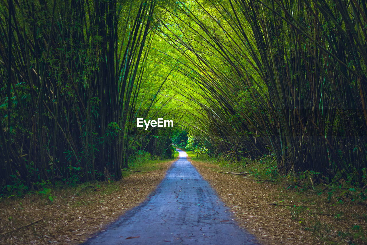 Road amidst trees in forest