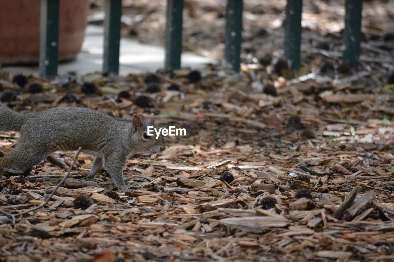 CLOSE-UP OF SQUIRREL ON GROUND