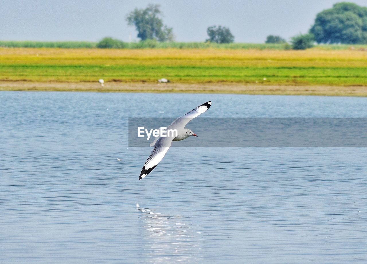 SEAGULL FLYING OVER A BIRD