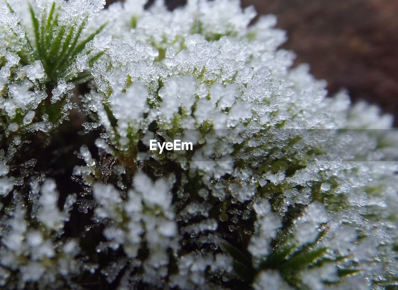 CLOSE-UP OF FROZEN PLANTS