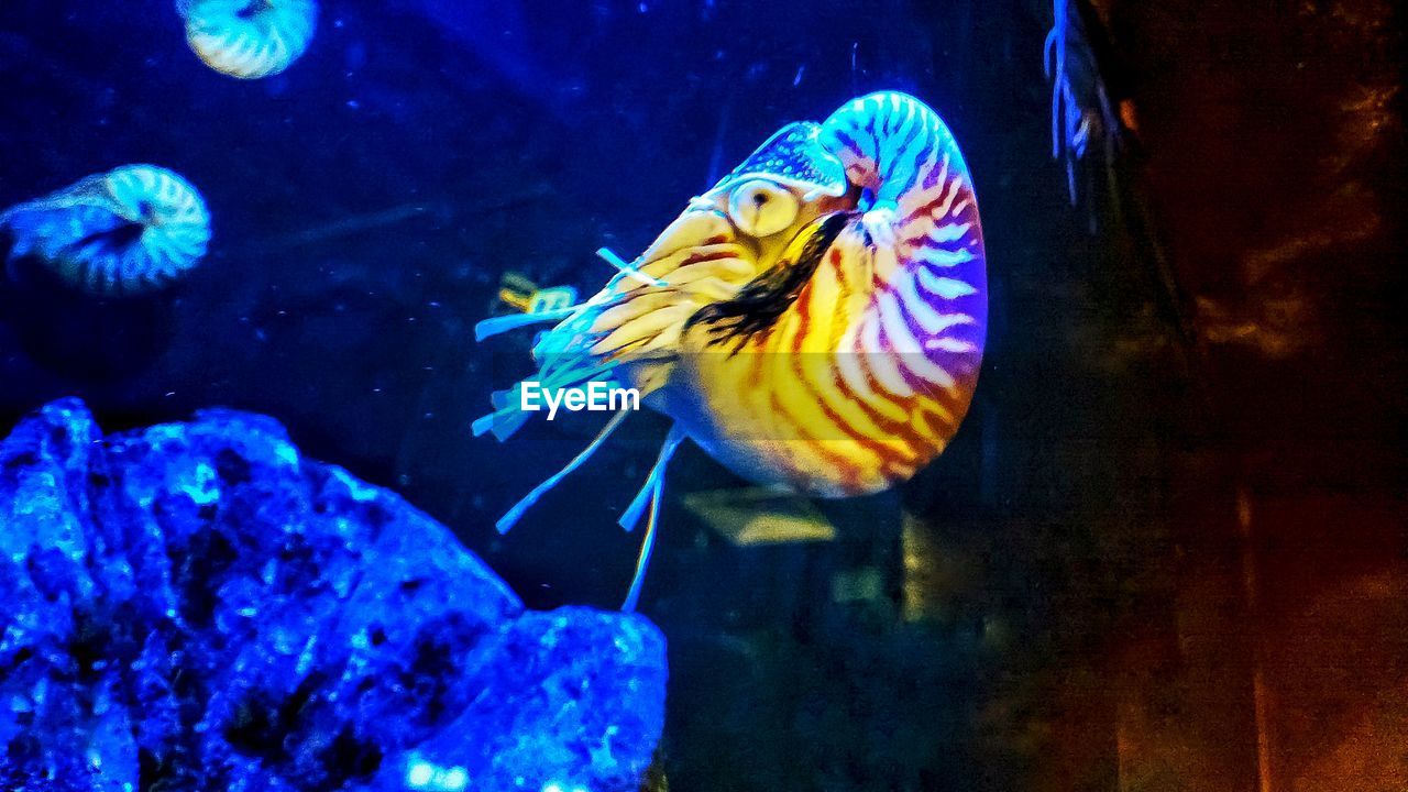 CLOSE-UP OF FISH UNDERWATER