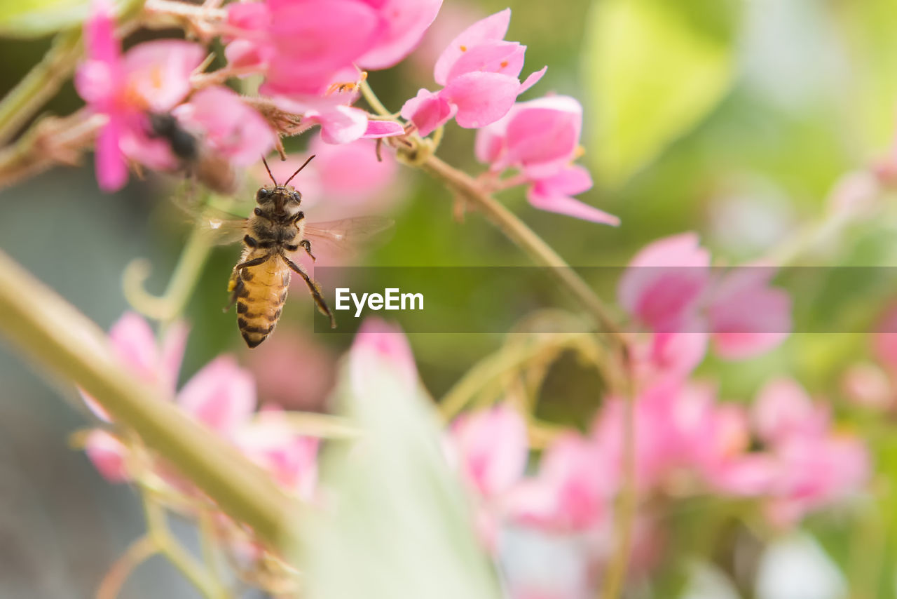 CLOSE-UP OF INSECT ON PINK FLOWERS