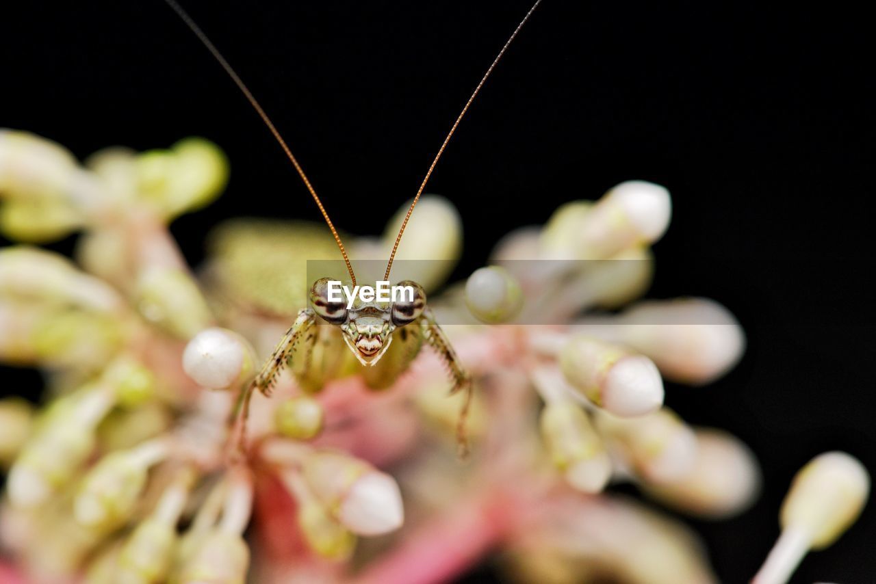 CLOSE-UP OF INSECT AGAINST BLURRED BACKGROUND