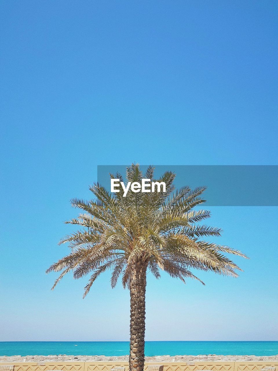 COCONUT PALM TREE AGAINST BLUE SKY