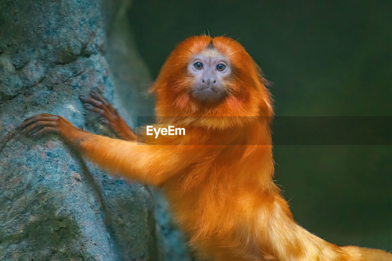 Close-up portrait of a golden lion tamarin, monkey. 