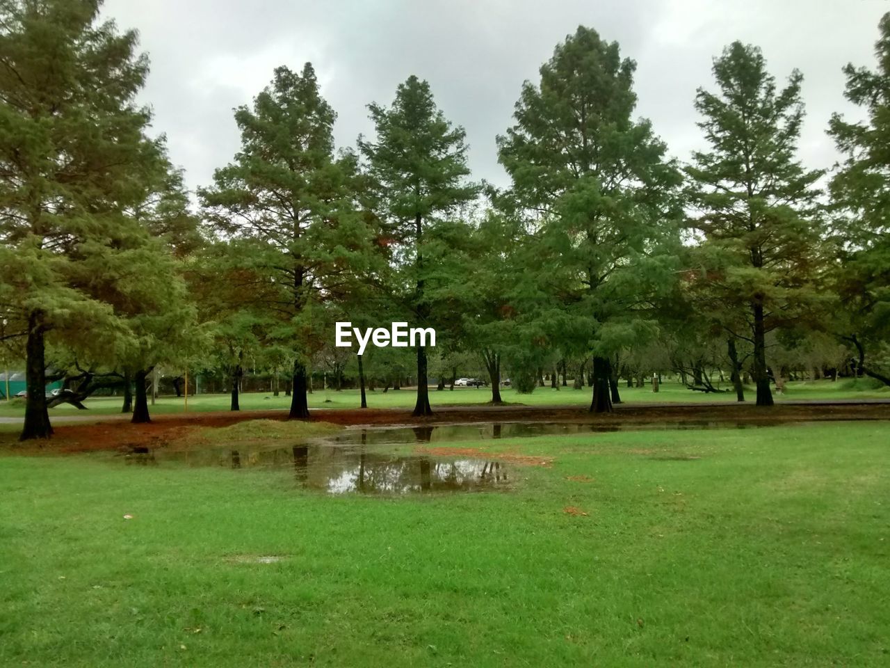 SCENIC VIEW OF TREES ON FIELD