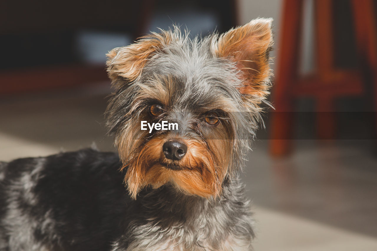 Close-up portrait of dog