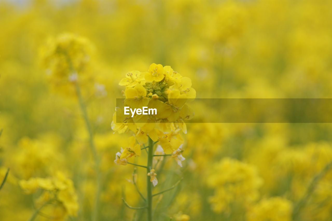 Close-up of yellow flowering plant