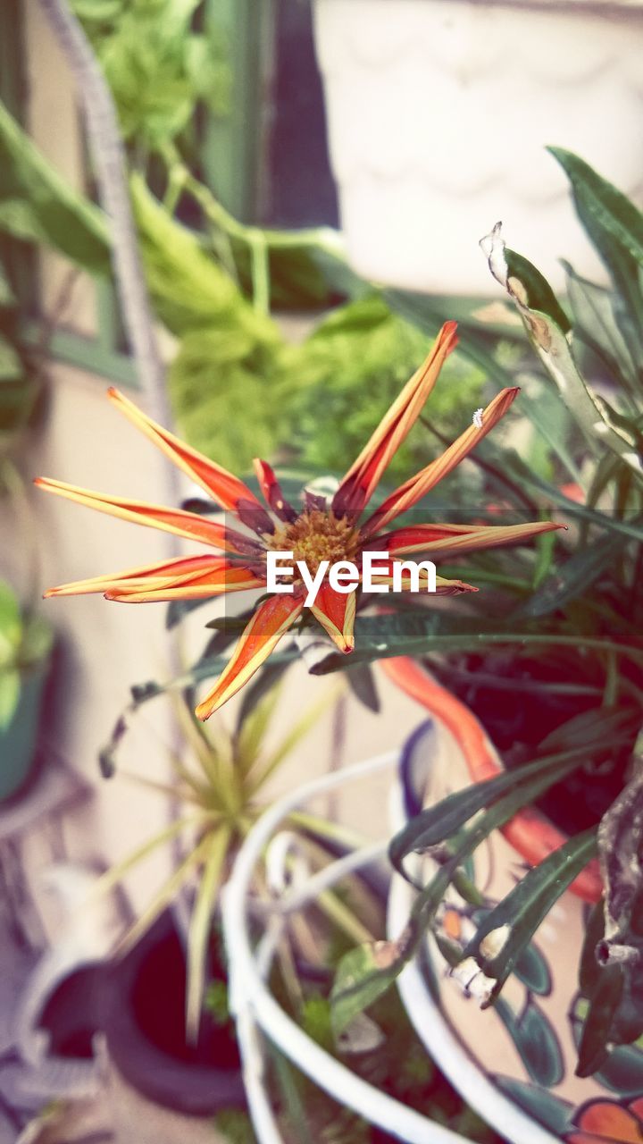 CLOSE-UP OF HOUSEFLY ON PLANT