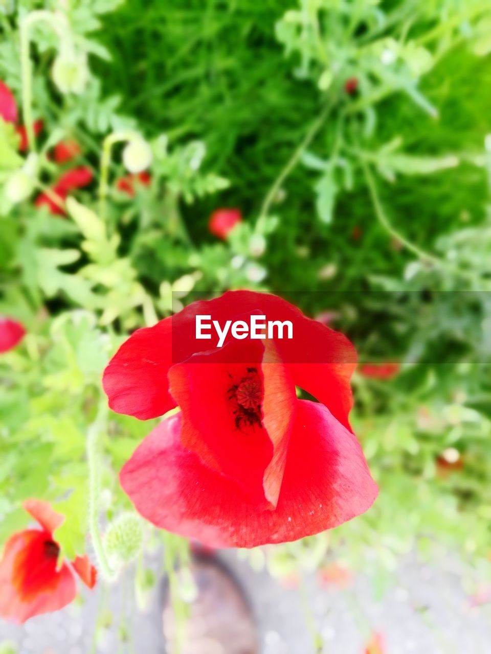 CLOSE-UP OF RED HIBISCUS