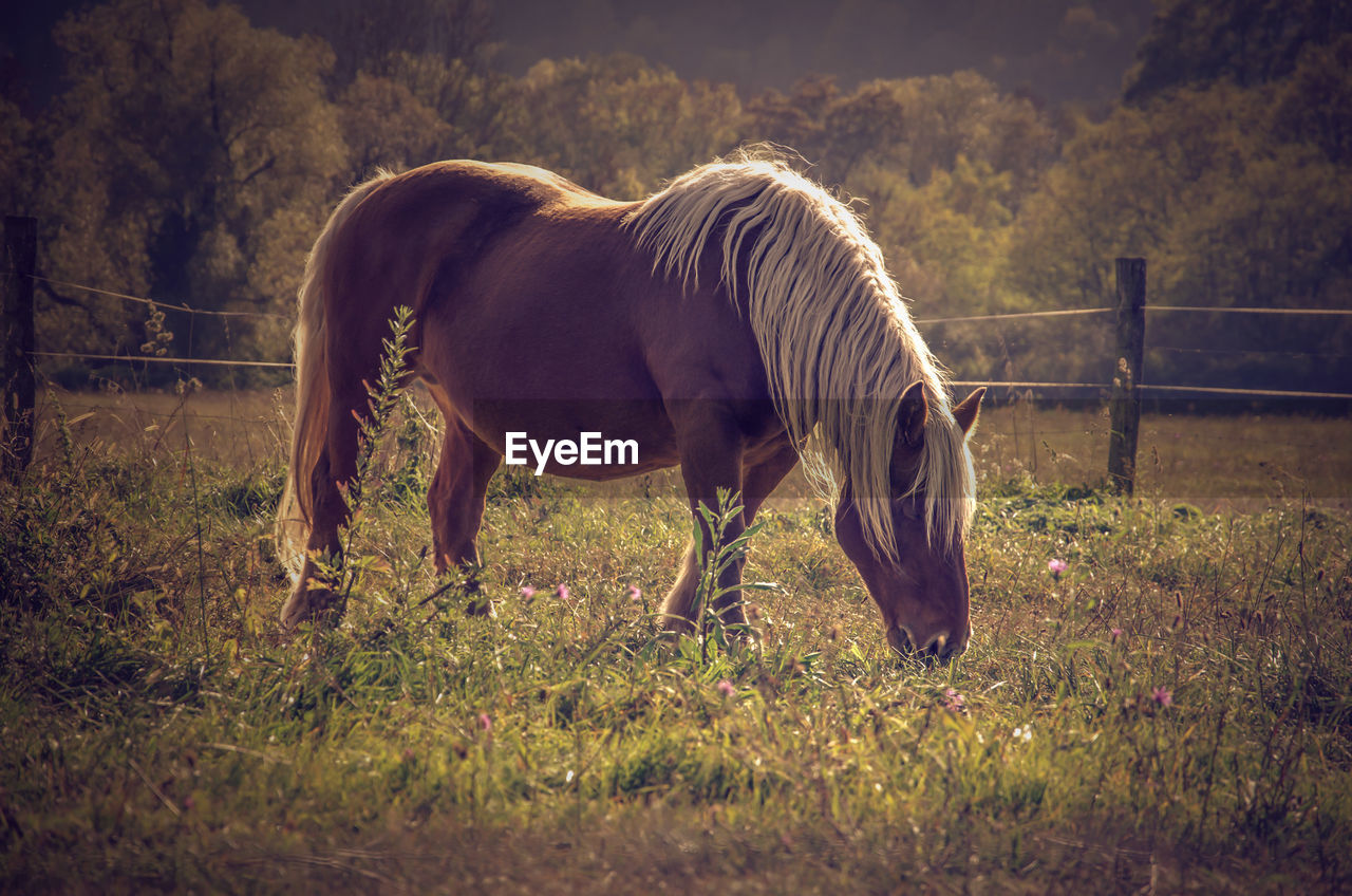 HORSE STANDING IN FIELD