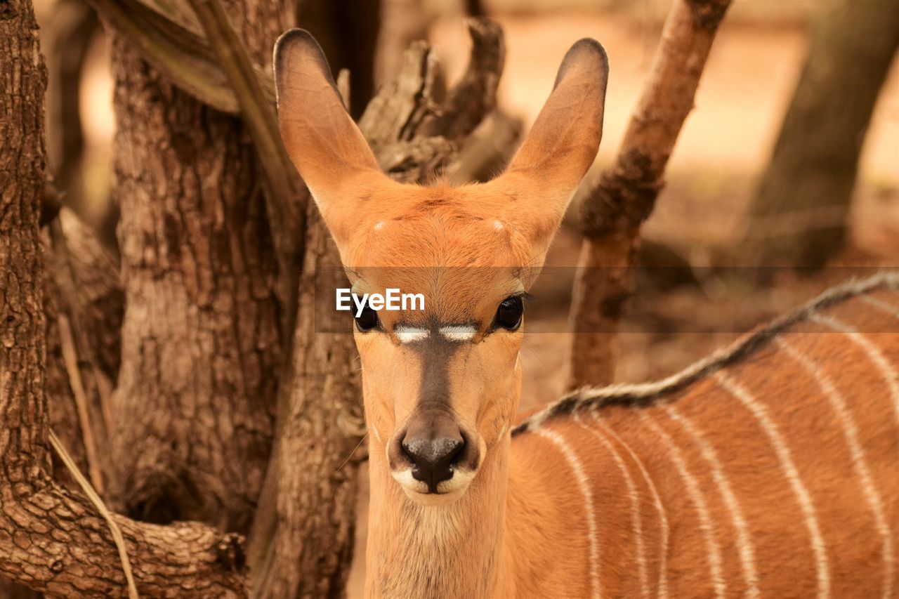 Close-up portrait of antelope