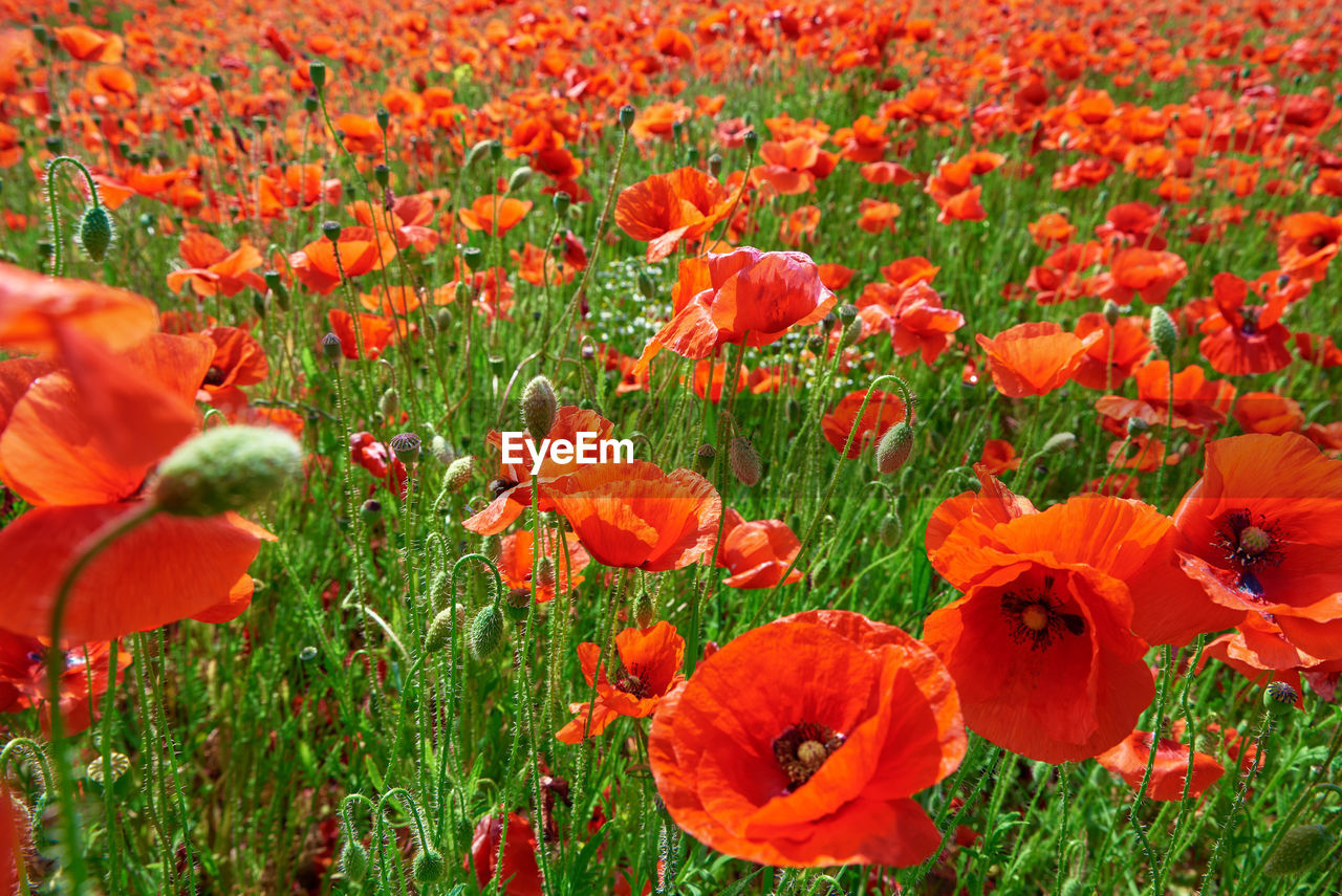 Landscape with blooming poppy flowers