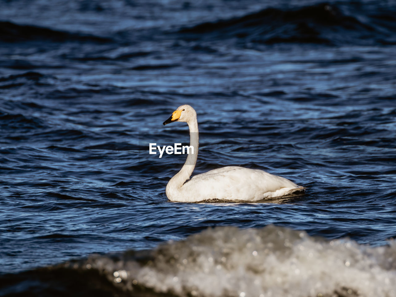 Swan swimming in lake