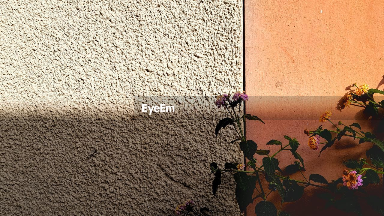 Close-up of flower blooming against wall