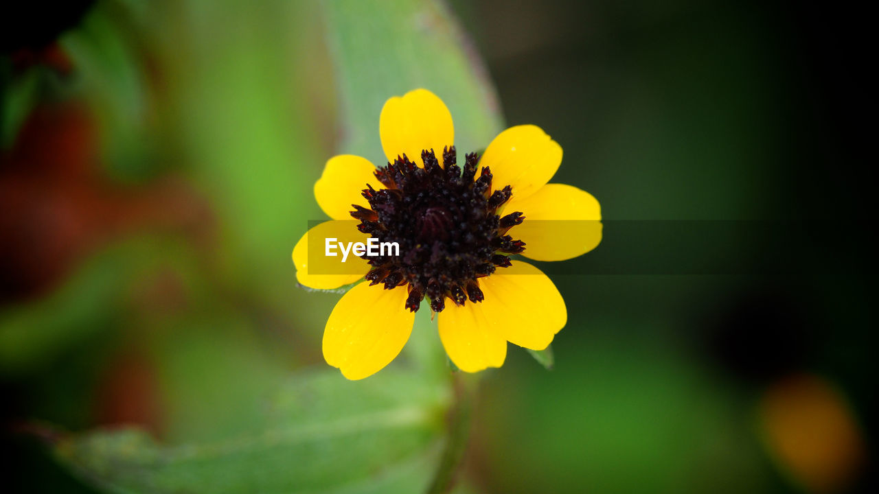 CLOSE-UP OF YELLOW FLOWER BLOOMING